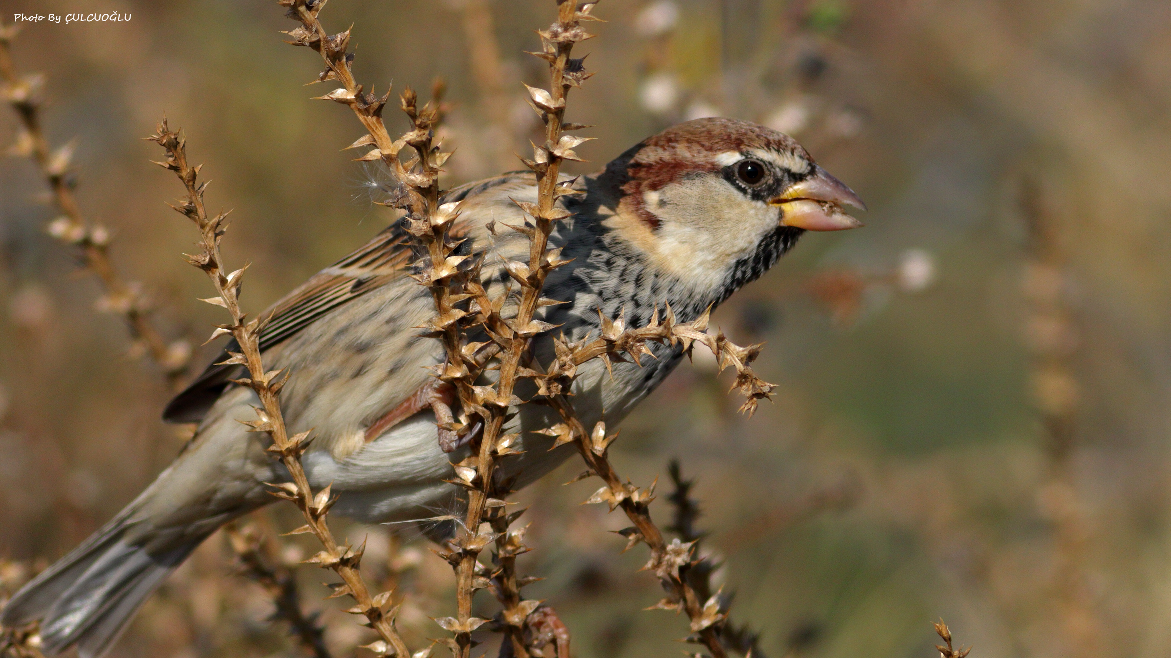 Spanish Sparrow